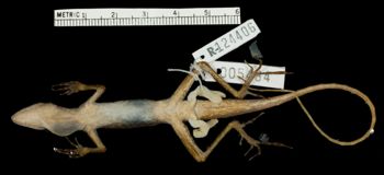 Media type: image;   Herpetology R-124406